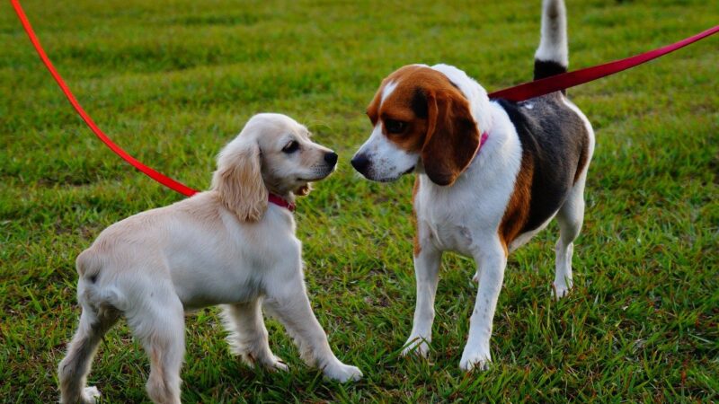 The 10 Best Dog Parks in Charlotte