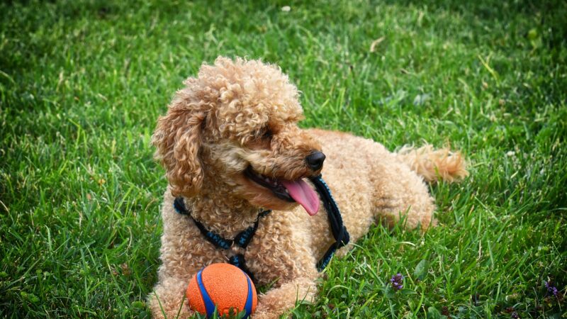 The 11 Best Dog Daycares in Charlotte