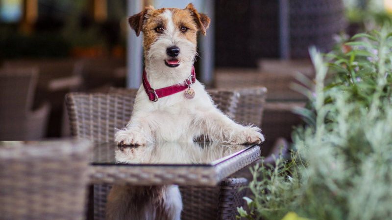 11 Dog-Friendly Restaurants to Bring Your Pal in Charlotte